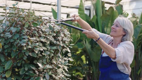 Woman gardening in a greenhouse trimming plants
