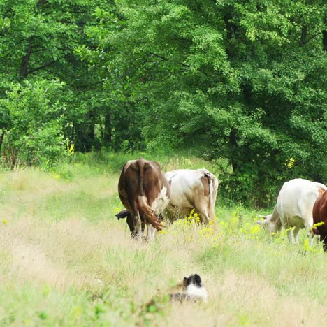 cows grazing on green summer meadow 4k