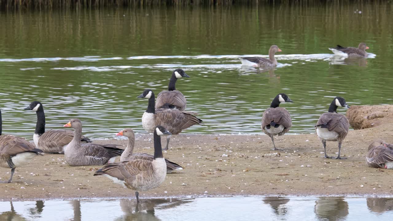 ganso de canadá en su entorno natural ganso de canadá, bandada de gansos en un lago de primavera, reino unido