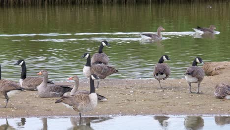 Canada-goose-in-its-natural-environment-Canada-goose,-Flock-of-geese-on-a-spring-lake,-UK