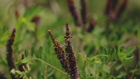 Planta-Perenne-Morada-Con-Abeja-Flotante-Durante-El-Día