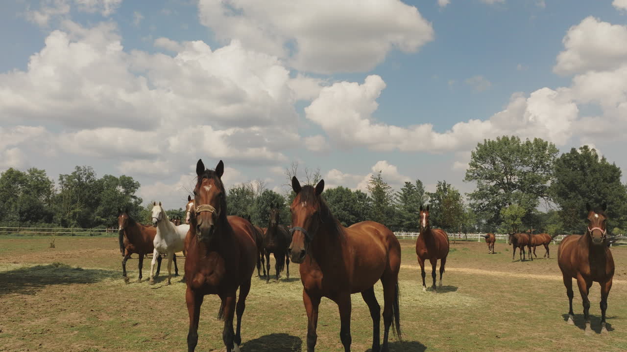 caballos en un pasto en un día soleado