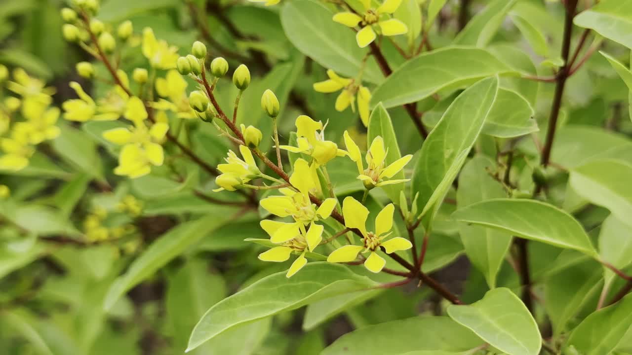 Static close-up shot of Galphimia gracilis (Slender Goldshower) with bright yellow star-shaped flowers and buds on reddish stems surrounded by glossy green leaves, swaying gently in the breeze