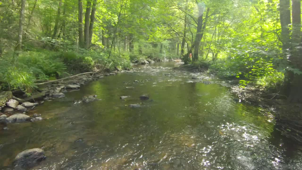 Two people playing with their dog in a water stream in the Ardennes, Belgium, Europe, 4K, 50fps