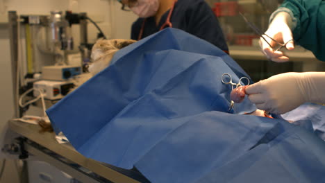 dos veterinarios examinando a un perro