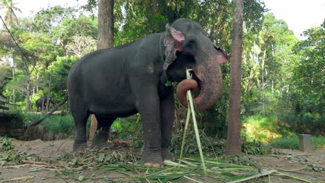 elephant in a tropical forest