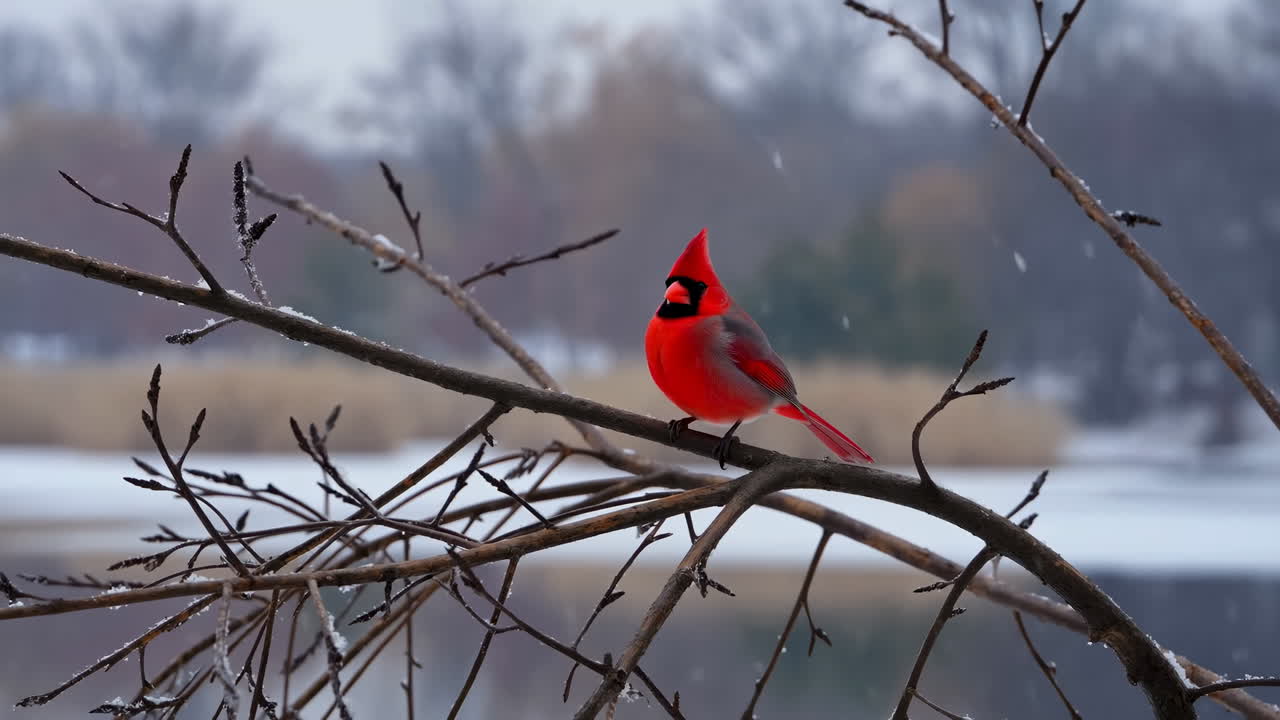 Bright Red Cardinal Perched on Snowy Branch in Winter Landscape