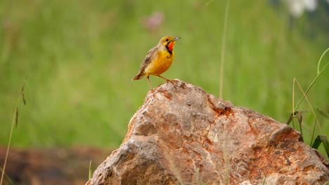 pequeño cabo longclaw sobre roca observa su entorno, de cerca