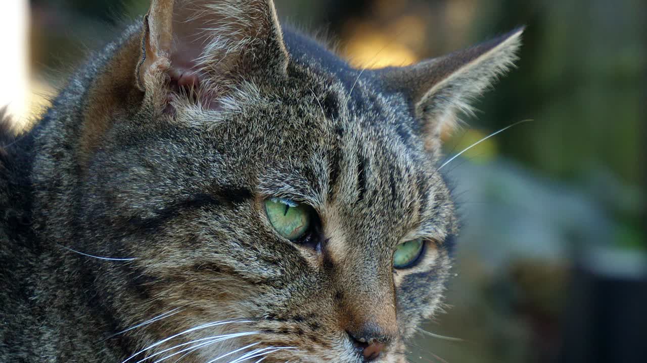 Primo piano della testa di un gatto tigrato che guarda a destra della telecamera