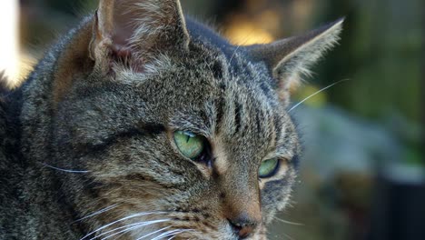 close up of a tabby cat's head looking to the right of the camera