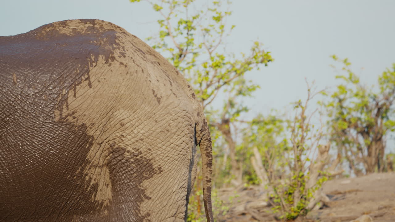Close-up of an elephant walking by in Gonarezhou National Park, Zimbabwe. Telephoto shot. The elephant is partly wet with patches of mud on its skin, showing texture and detail