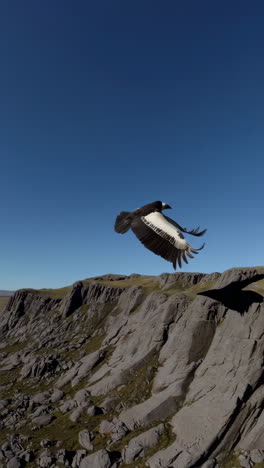 andean condor flying over mountains