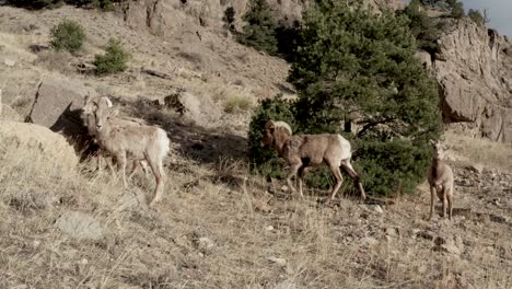 big-horn-sheep-herd-grazing-in-the-mountains