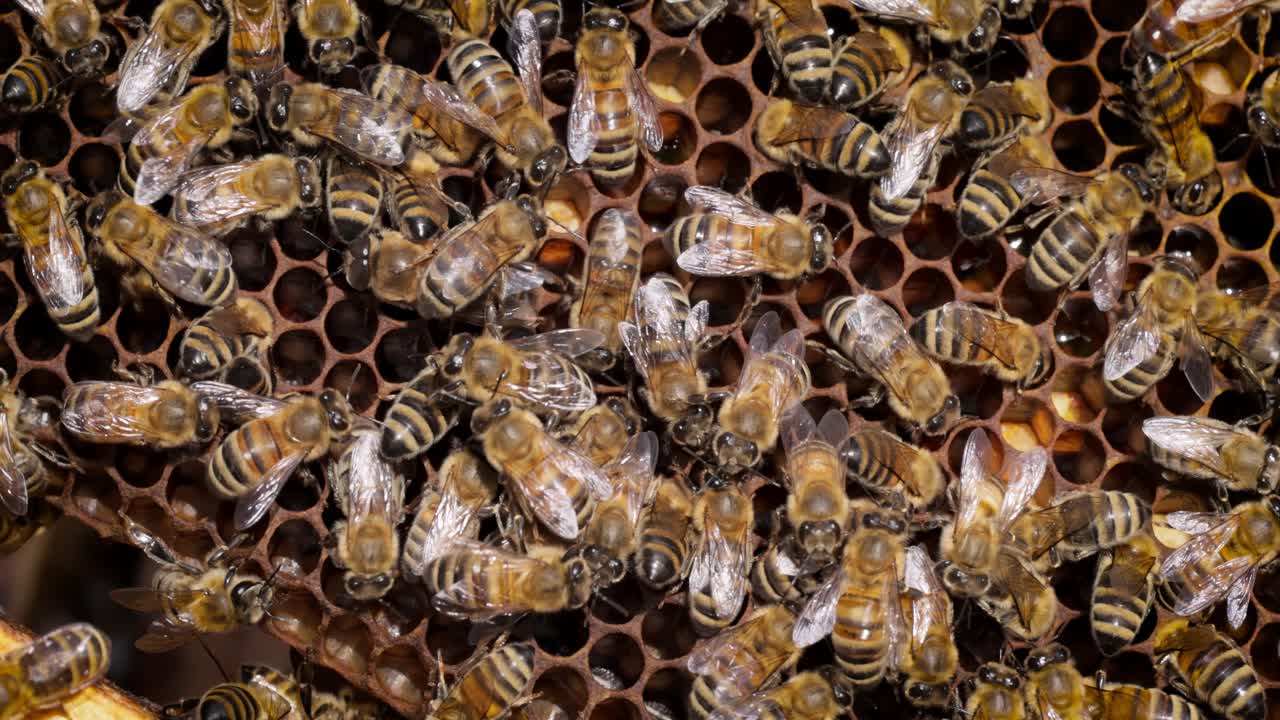 Honey Bees working on honeycomb close-up shot. Bees are best known to humans for their ecological roles as pollinators