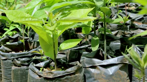 áfrica kenia-verde bio orgánico bajo desperdicio agricultura inteligente - una plántula de mango en un jardín casero, agricultura de interior kenia áfrica durante covid 2020-2021 distanciamiento social 2020 año nuevo 2021