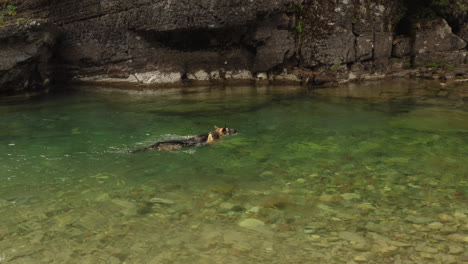 german shepherd dog swimming