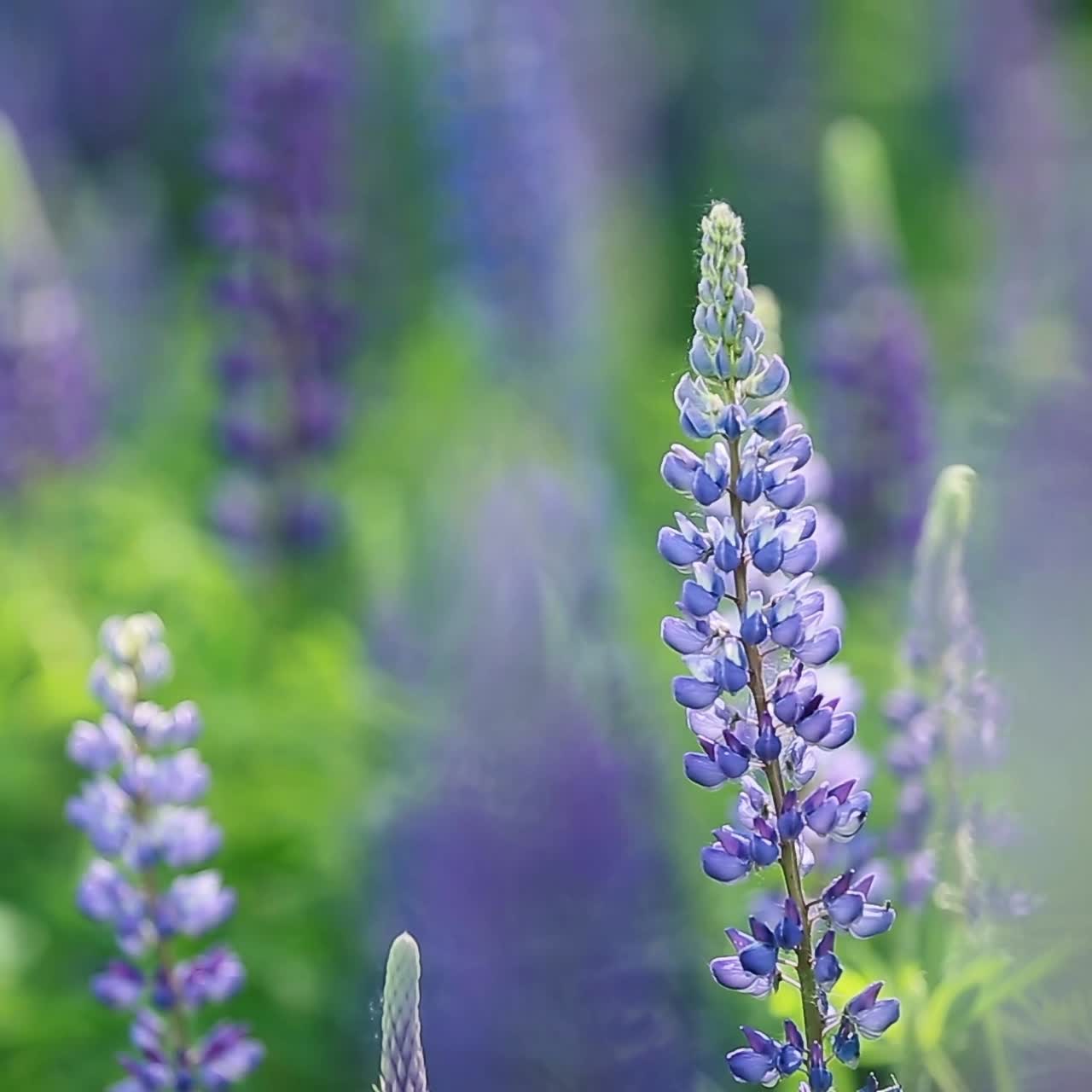Lupine Field With Blue Flowers