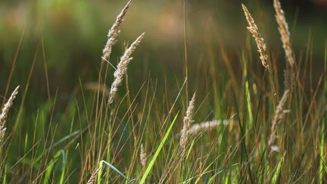 Dry-ears-of-grass-between-still-green-stems-and-blades-of-grass