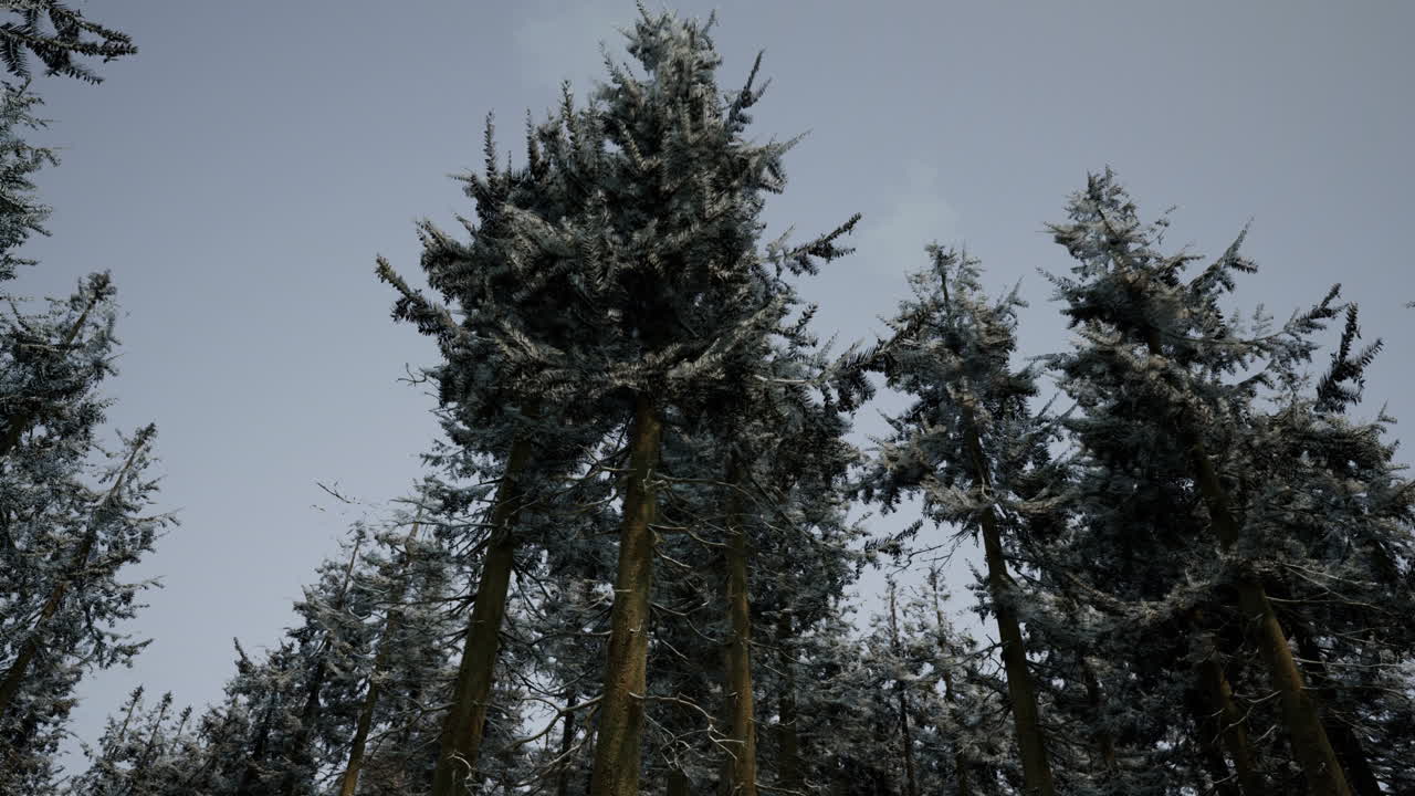 Frozen Forest