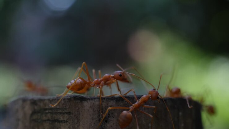 Red Ants on a Tree Stump
