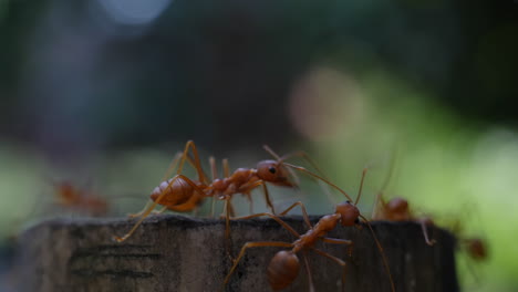 hormigas rojas en un tronco de árbol