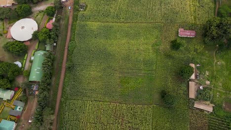 Local-farmers-in-Loitokitok-Kenya---March,-2021:-Loitokitok-maize-farm,-Loitokitok,-Kenya