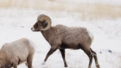 ovejas de cuerno grande pastando en el invierno en montana