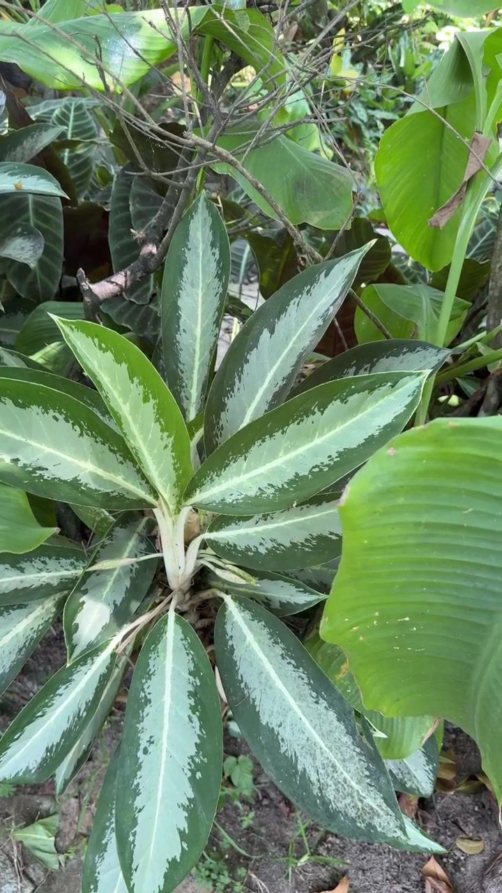 Primo piano di una pianta di Aglaonema con foglie variegate verdi e argentate