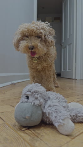 adorable toy poodle dog indoors relaxing in vertical