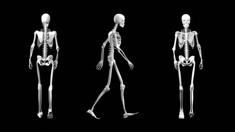 different view of a walking skeleton