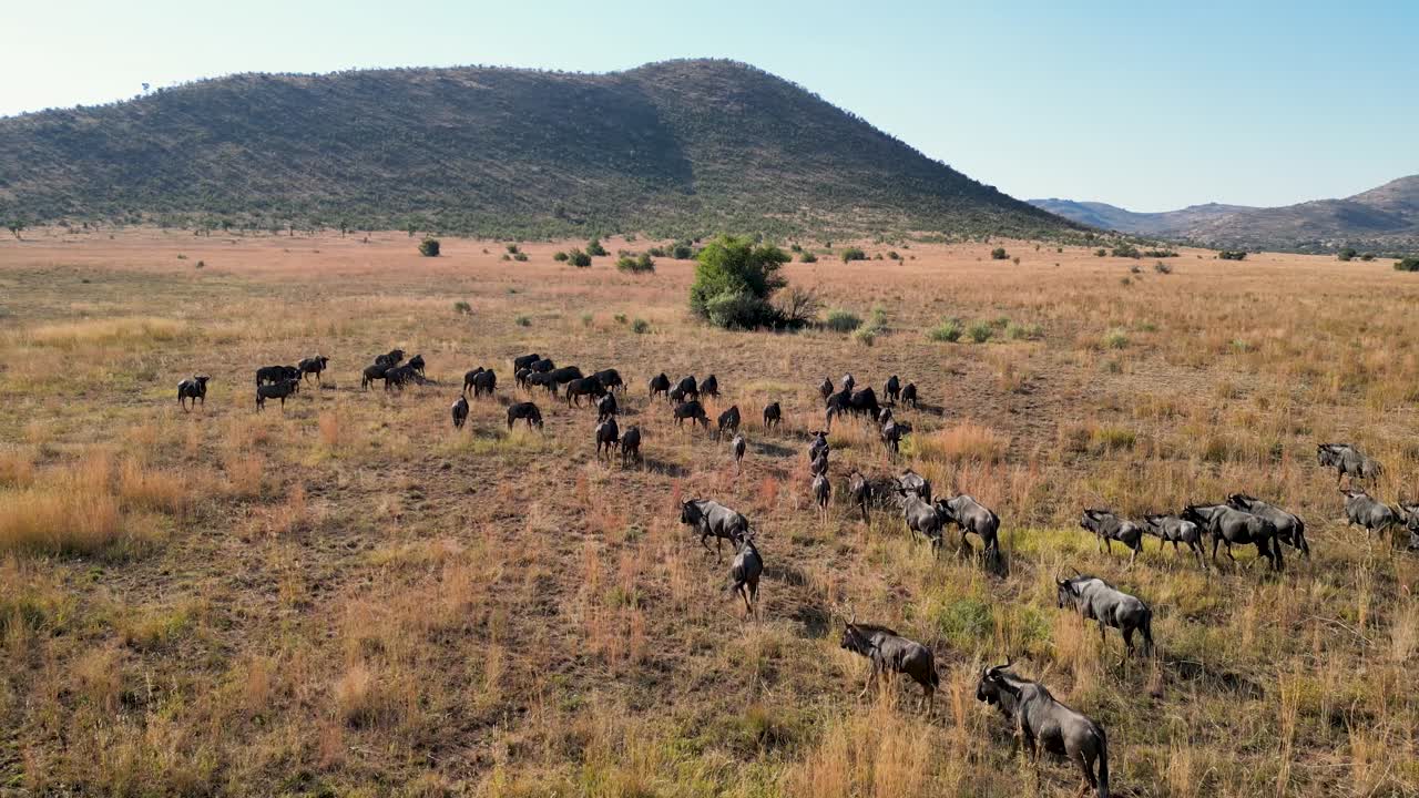 búfalos salvajes en el parque nacional de pilanesberg en el noroeste de sudáfrica