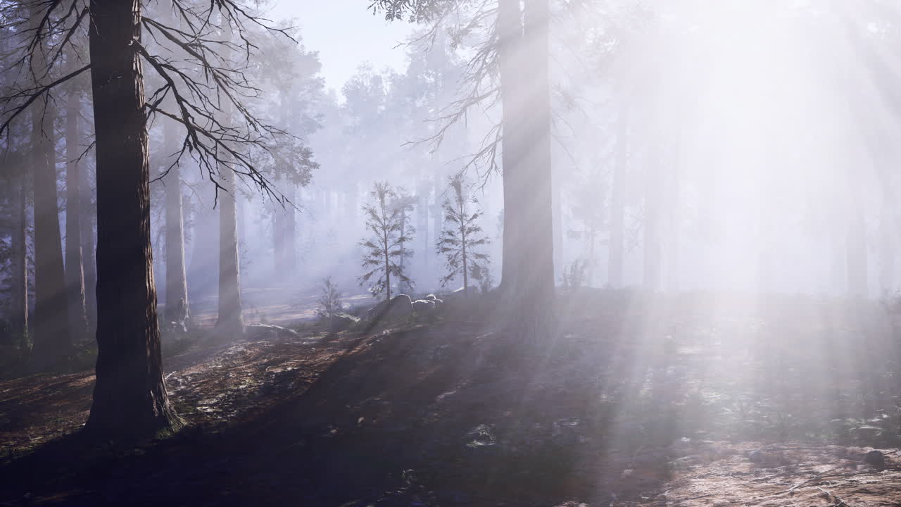 Sunlight filtering through dense forest mist during early morning hours