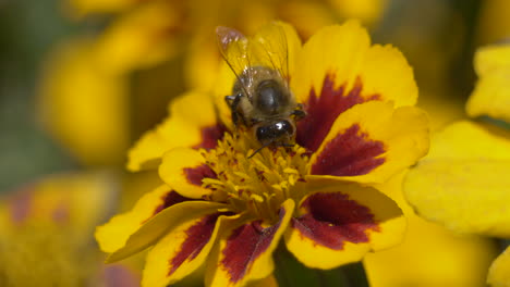 wild busy bee during pollination process of blossom of flower,close up shot