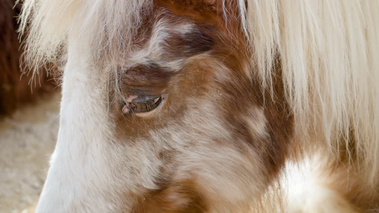 joven pony shetland descansando en el zoológico infantil en el gran parque de seúl, gwacheon, corea del sur