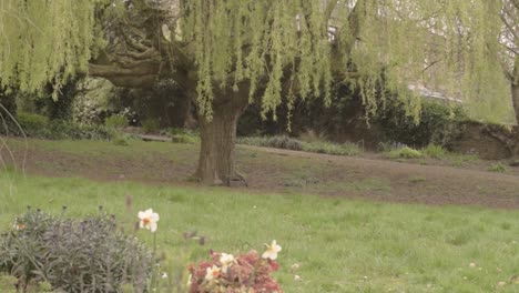 relaxing landscape of willow tree