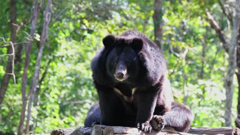 Asiatischer-Schwarzbär,-Ursus-Thibetanus