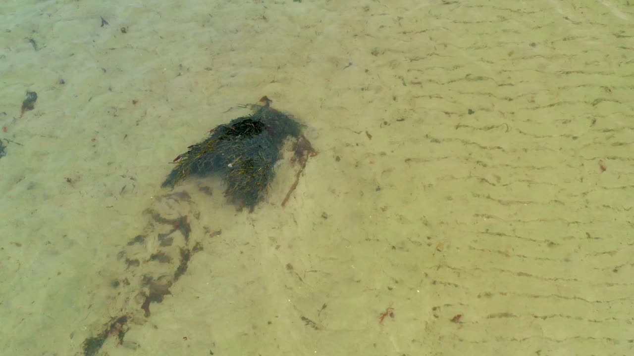 Top-down view of seaweed on the beach shore, West of Ireland coastline