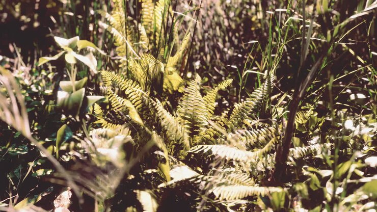 Raggi di sole nella foresta tropicale
