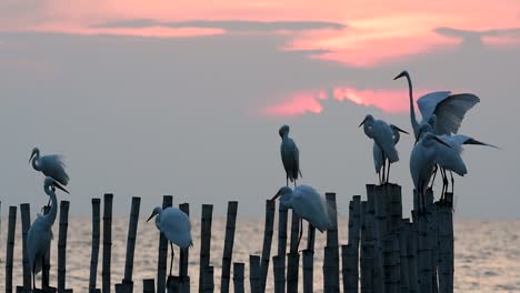 The-Great-Egret,-also-known-as-the-Common-Egret-or-the-Large-Egret