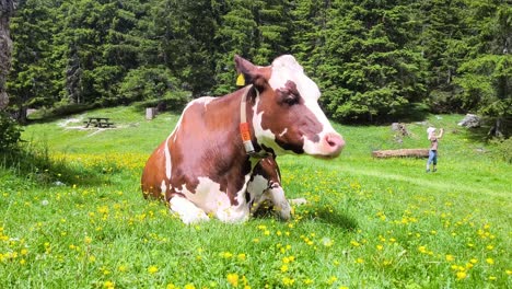 cow relaxing in alpine meadow
