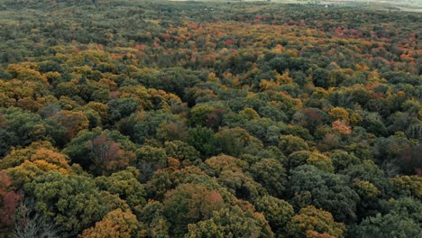 Drone-flight-over-fall-forest-in-Canada