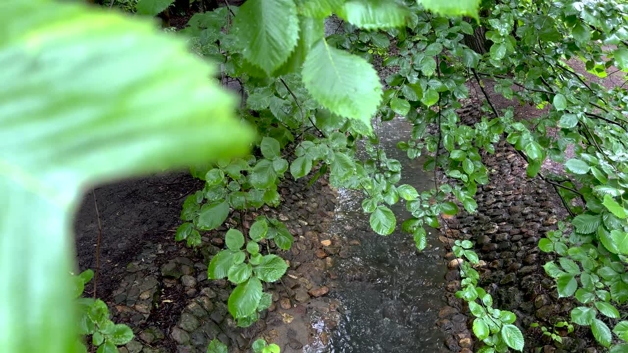 View of the stream in the park through the leaves of the trees (4K 60, static)