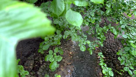 view of the stream in the park through the leaves of the trees (4k 60, static)