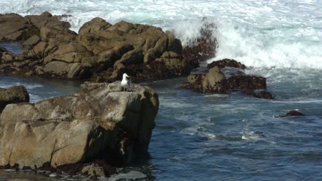 solo seagull preening on the rocks at carmel