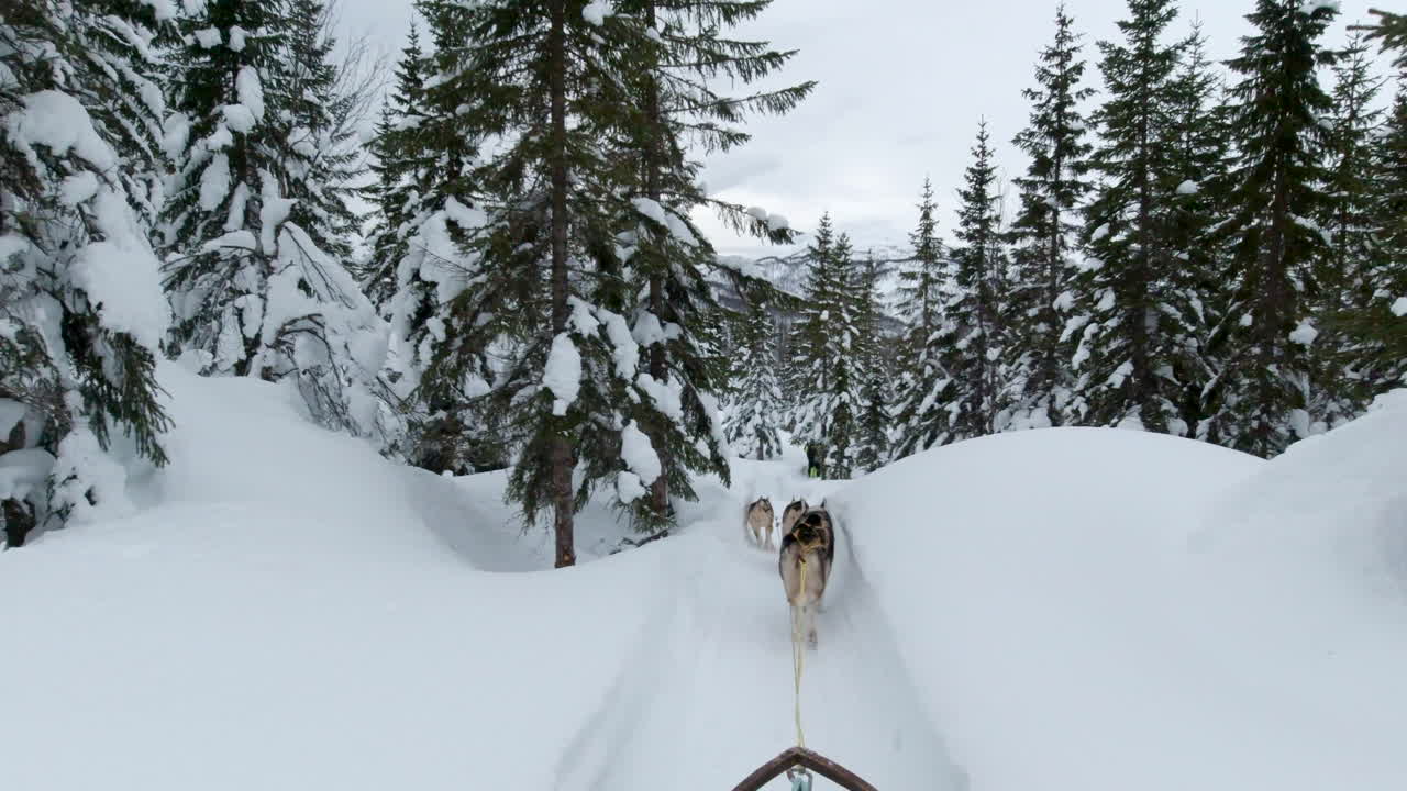 un equipo de trineos tirados por perros corriendo a través del desierto nevado en noruega, cámara de acción de punto de vista