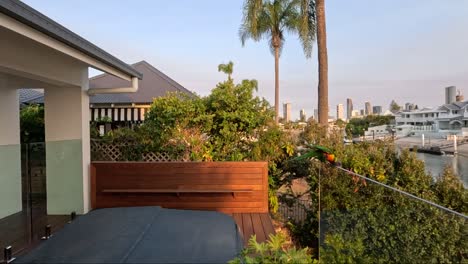 colorful parrot flies off a suburban balcony