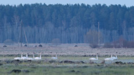 A-flock-of-whooper-swans-during-migration-on-wetlands-in-early-morning-dusk