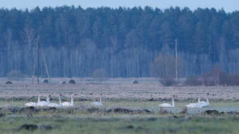 una bandada de cisnes cantores durante la migración en los humedales al atardecer temprano en la mañana