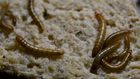 The-Mealworm-is-a-species-of-Darkling-Beetle-used-to-feed-pets-like-fish,-snakes,-birds,-and-frogs