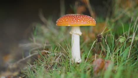 a close-up shot of a red-speckled mushroom